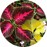 Ginkgo Biloba and Coleus Forskohlii